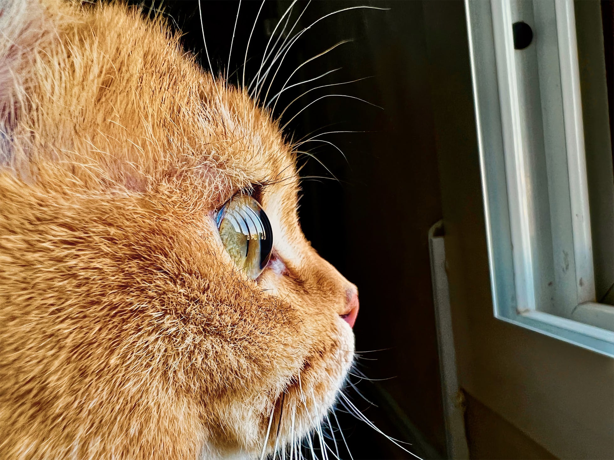 These are the best photos from Apple’s Shot on iPhone Macro Challenge