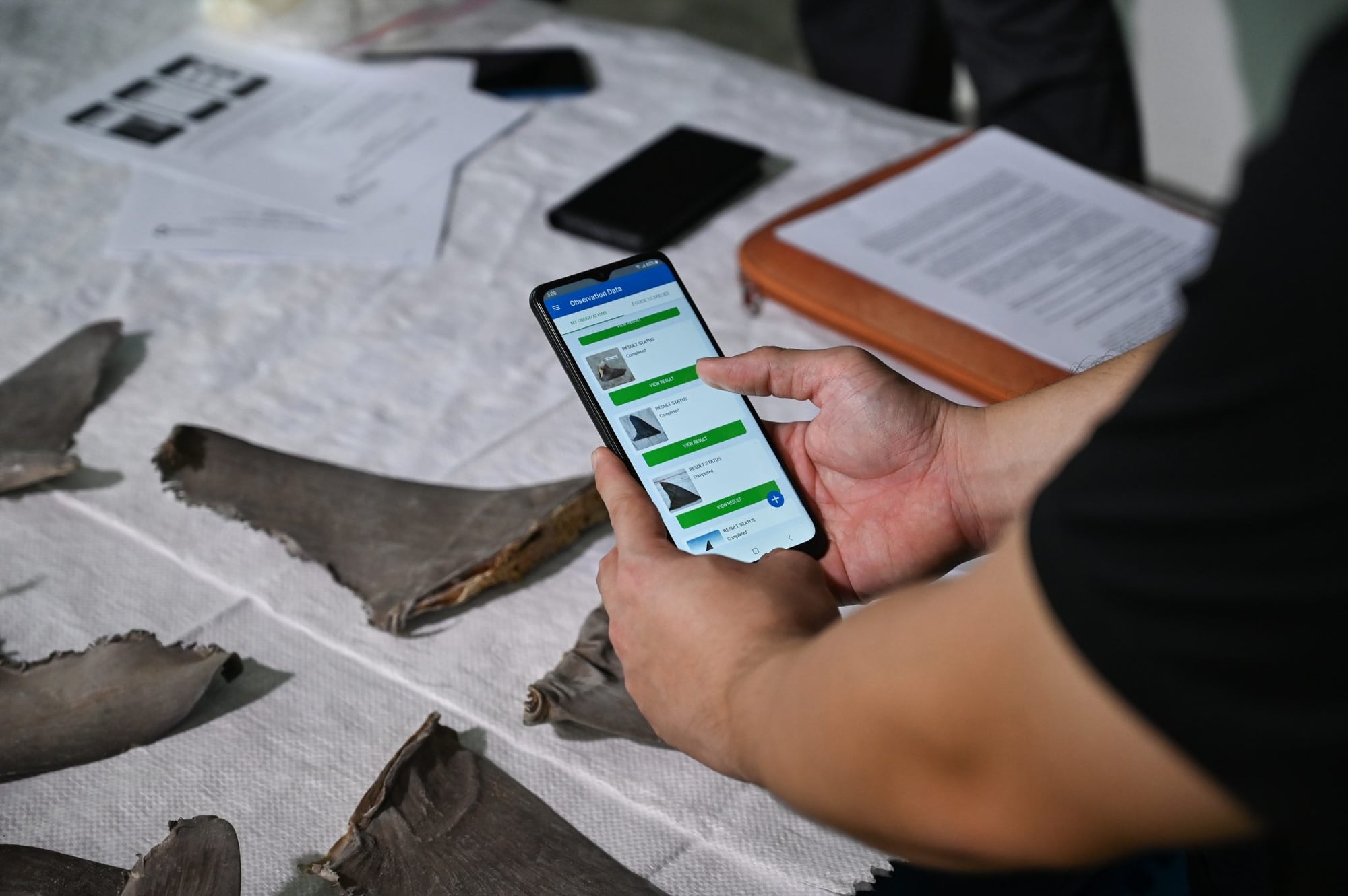 Singapore combatting illegal shark and ray trade by using artificial intelligence